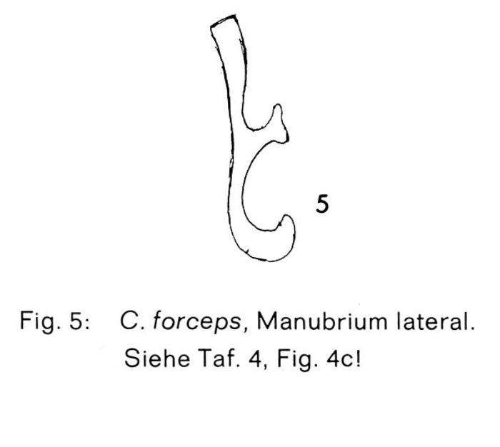 Cephalodella forceps