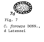 Cephalodella forceps