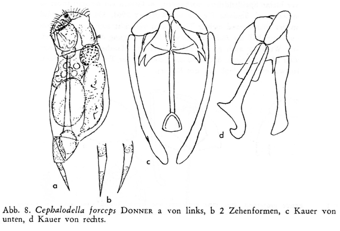 Cephalodella forceps