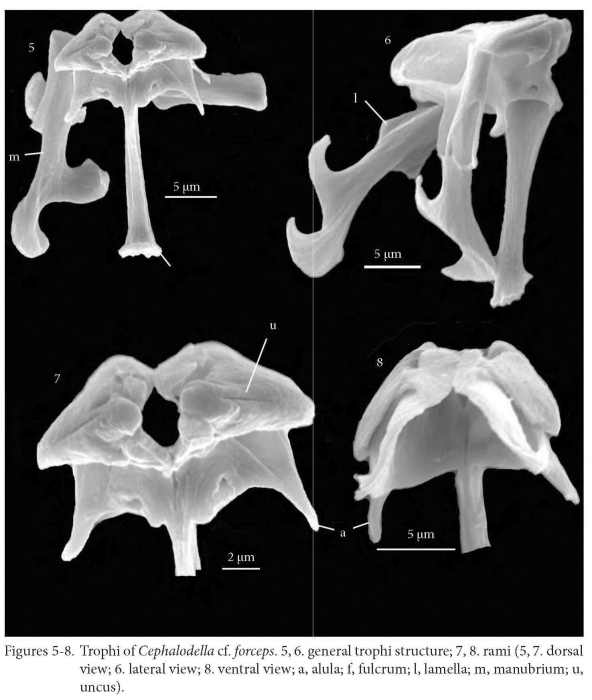 Cephalodella forceps