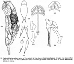 Cephalodella forceps - Original description image