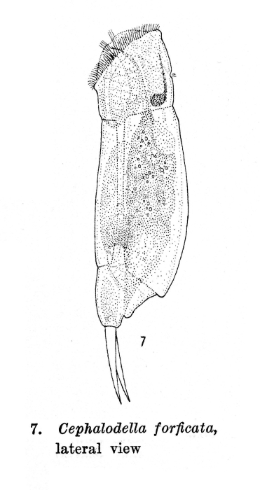 Cephalodella forficata