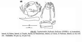 Cephalodella forficata
