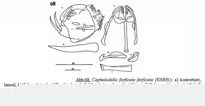 Cephalodella forficata