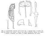 Cephalodella forficata