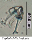 Cephalodella forficata
