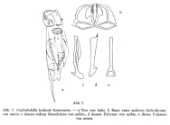 Cephalodella forficata