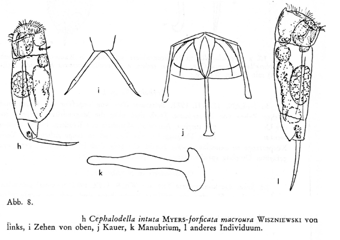 Cephalodella forficata