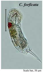 Cephalodella forficata