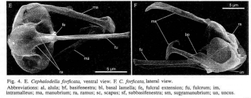 Cephalodella forficata