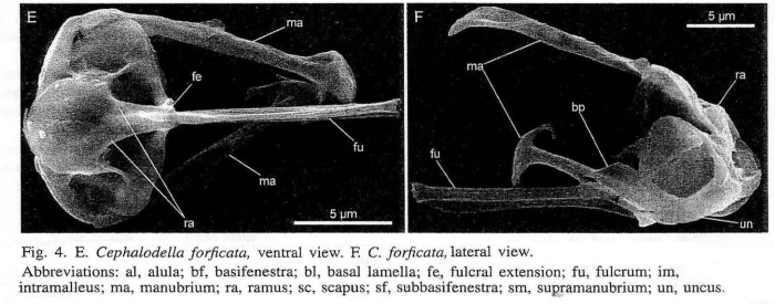 Cephalodella forficata