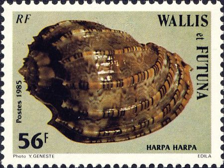 Harpa harpa Harpa harpa