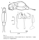 Cephalodella forficata