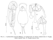 Cephalodella forficata