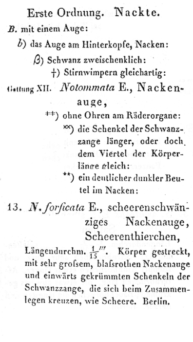 Cephalodella forficata - Original description image