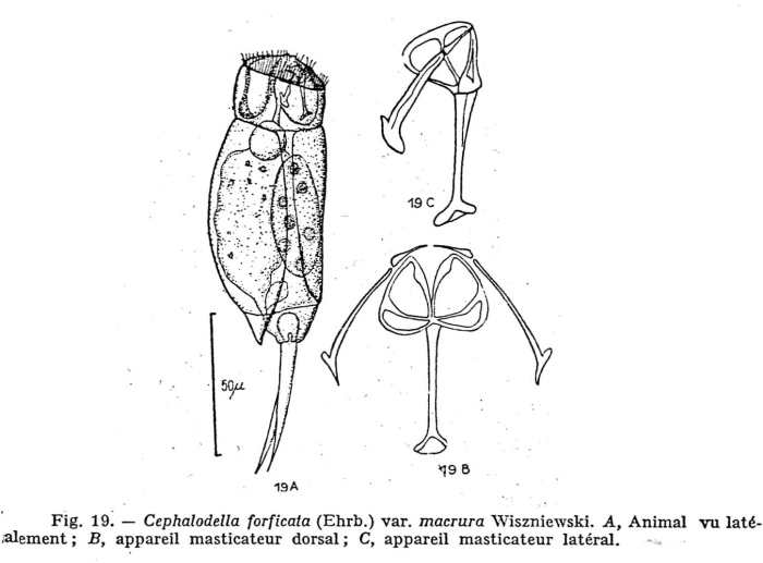 Cephalodella forficata var. macrura