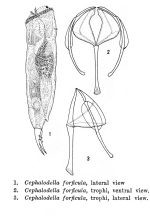 Cephalodella forficula