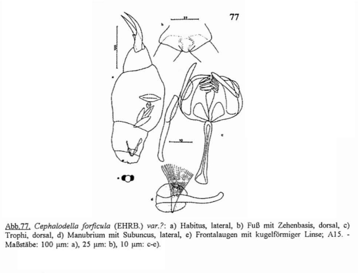 Cephalodella forficula
