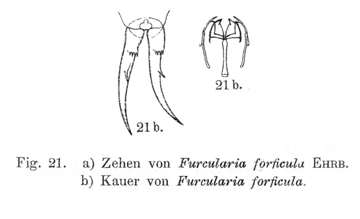 Cephalodella forficula