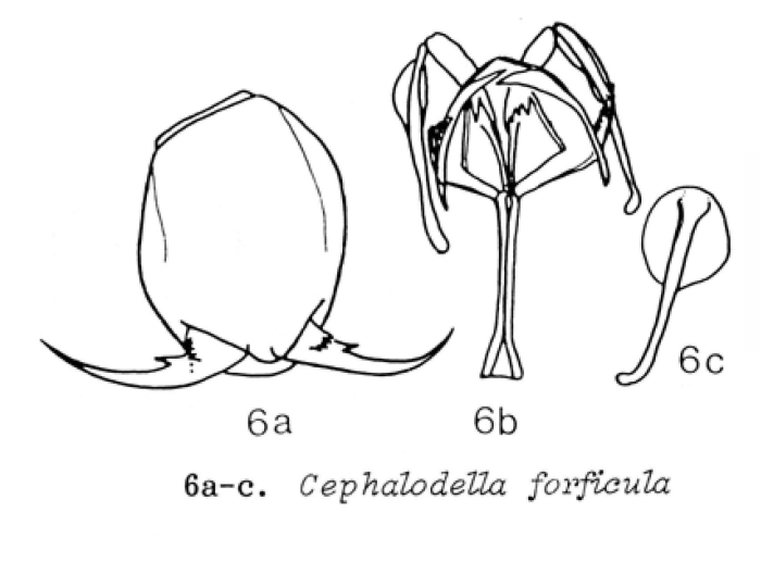 Cephalodella forficula