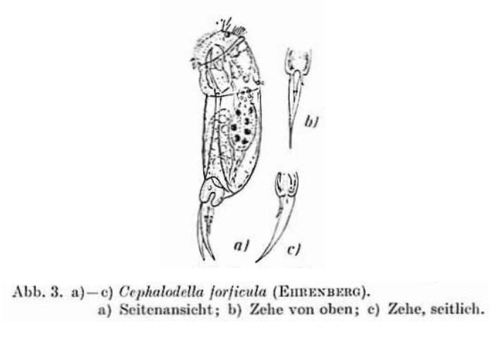 Cephalodella forficula
