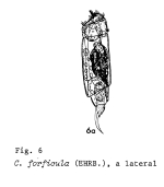 Cephalodella forficula