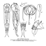 Cephalodella forficula