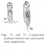 Cephalodella forficula