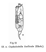 Cephalodella forficula