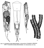 Cephalodella forficula
