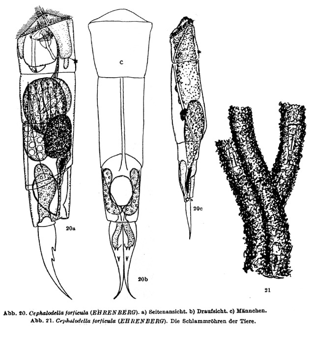 Cephalodella forficula