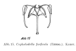 Cephalodella forficula