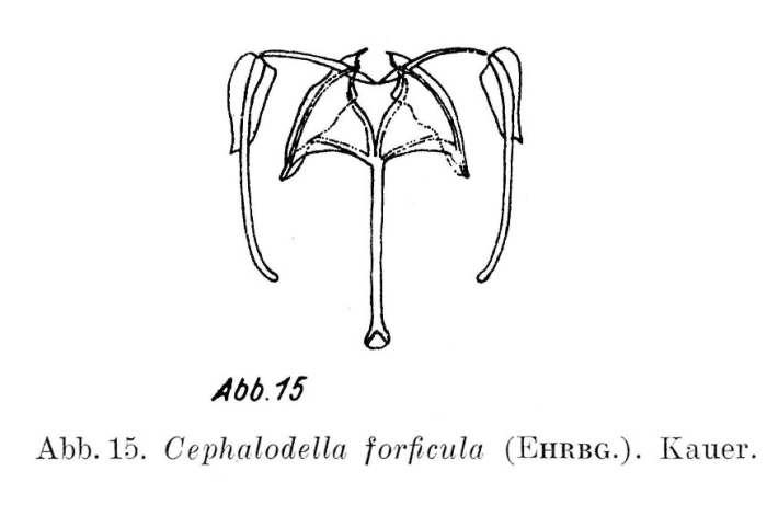 Cephalodella forficula