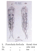 Cephalodella forficula