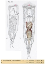 Cephalodella forficula