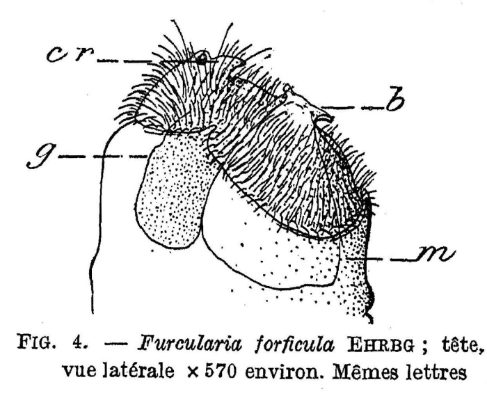 Cephalodella forficula