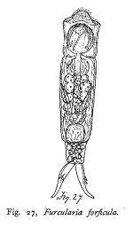 Cephalodella forficula