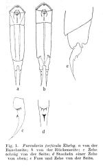 Cephalodella forficula