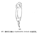 Cephalodella forficula