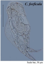 Cephalodella forficula