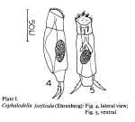 Cephalodella forficula
