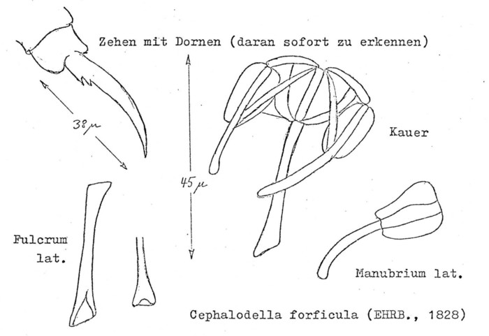 Cephalodella forficula