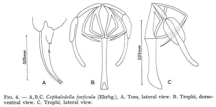 Cephalodella forficula