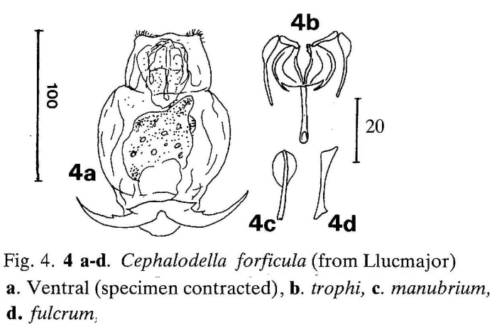 Cephalodella forficula