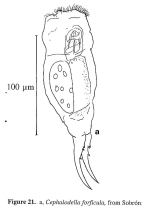 Cephalodella forficula