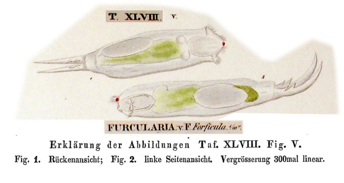 Cephalodella forficula