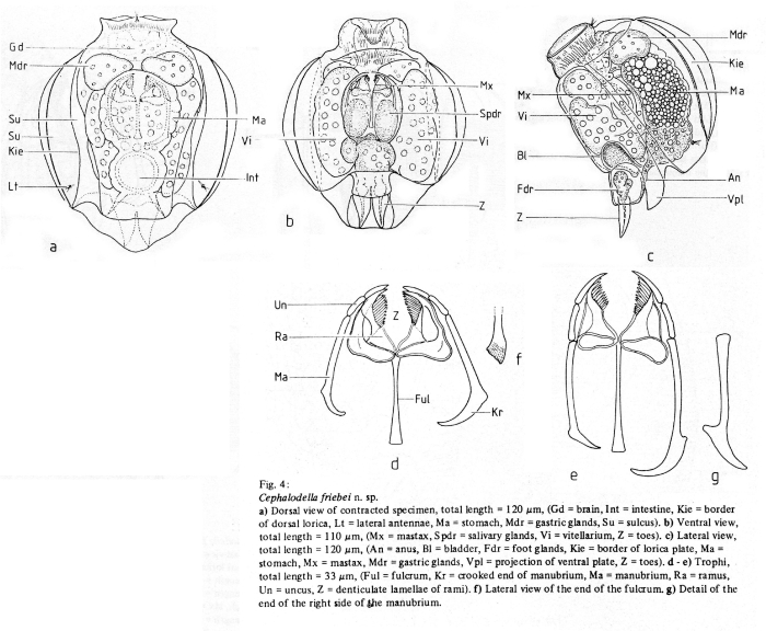 Cephalodella friebei - Original description image