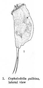 Cephalodella galbina - Original description image