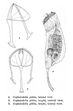 Cephalodella gibba