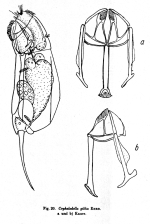 Cephalodella gibba